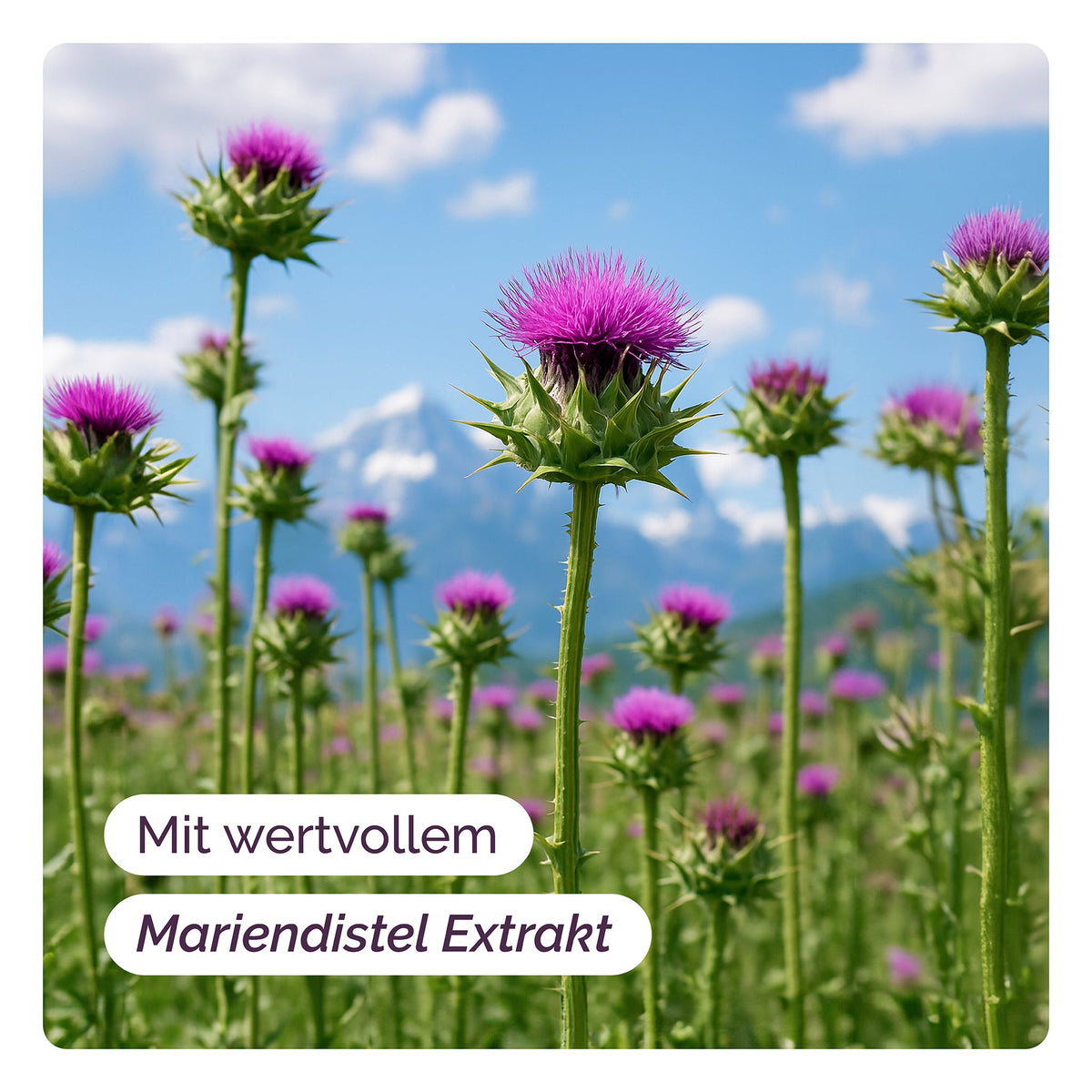 Wandelkraft